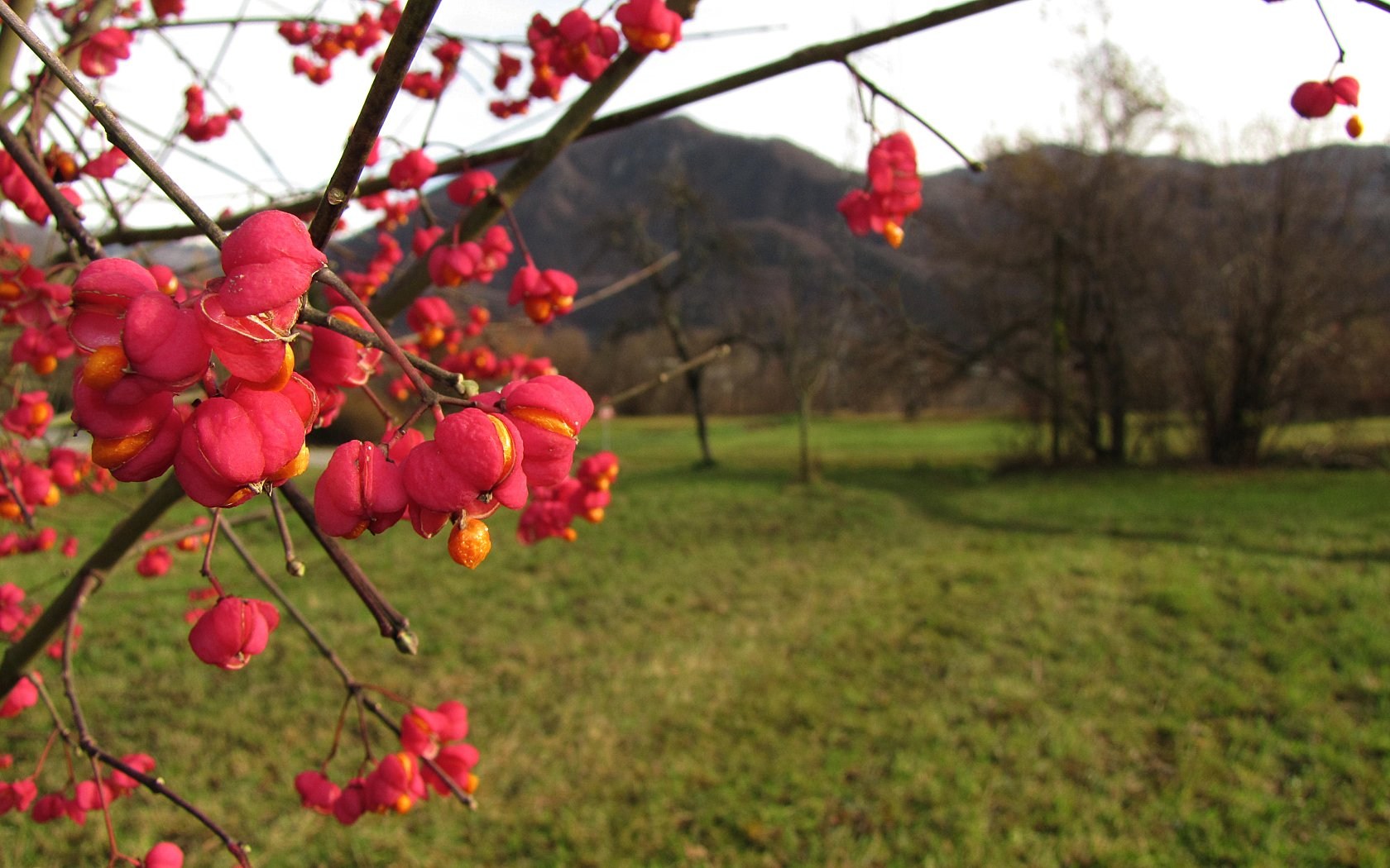 Un anno di fiori...